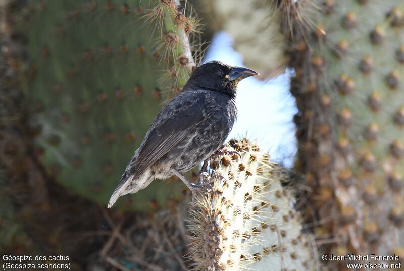 Common Cactus Finch