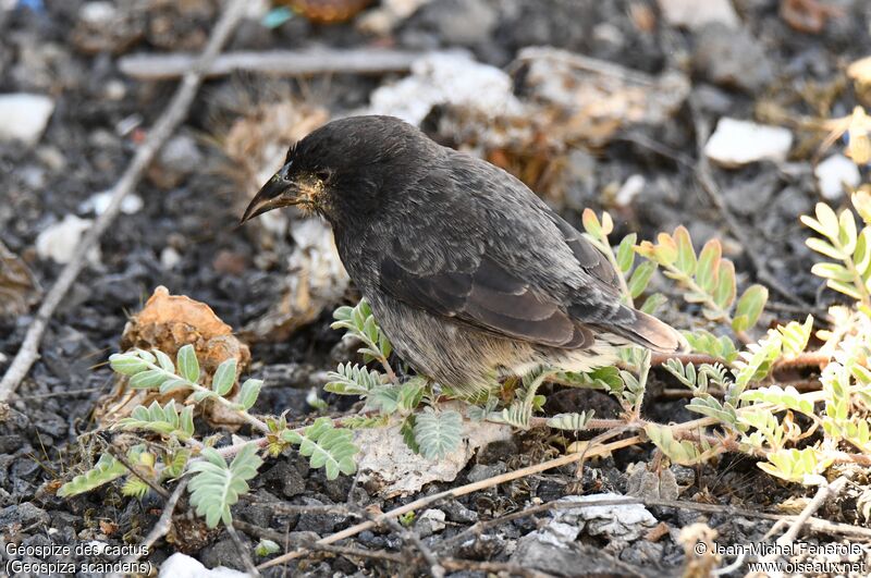 Common Cactus Finch