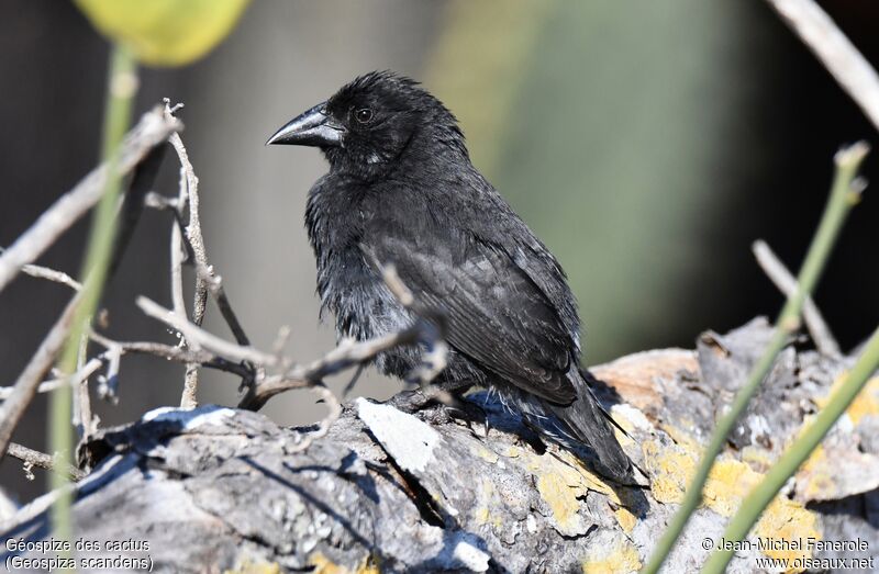 Common Cactus Finch