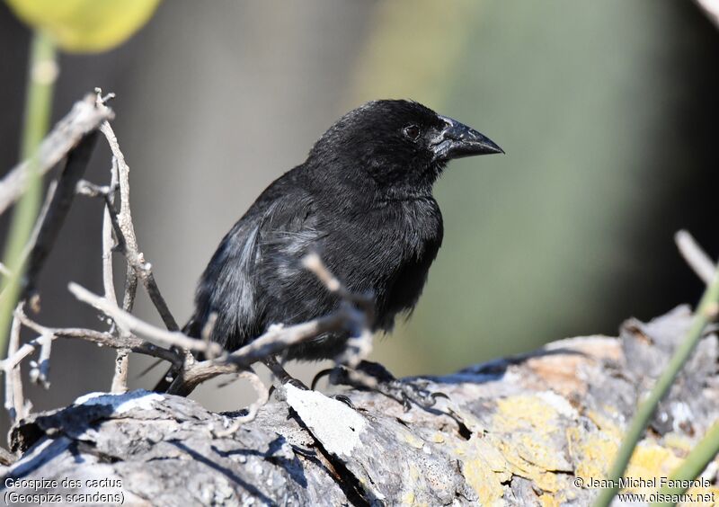 Common Cactus Finch