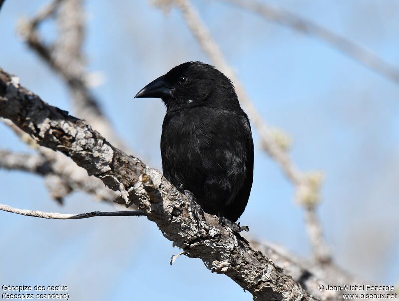 Common Cactus Finch