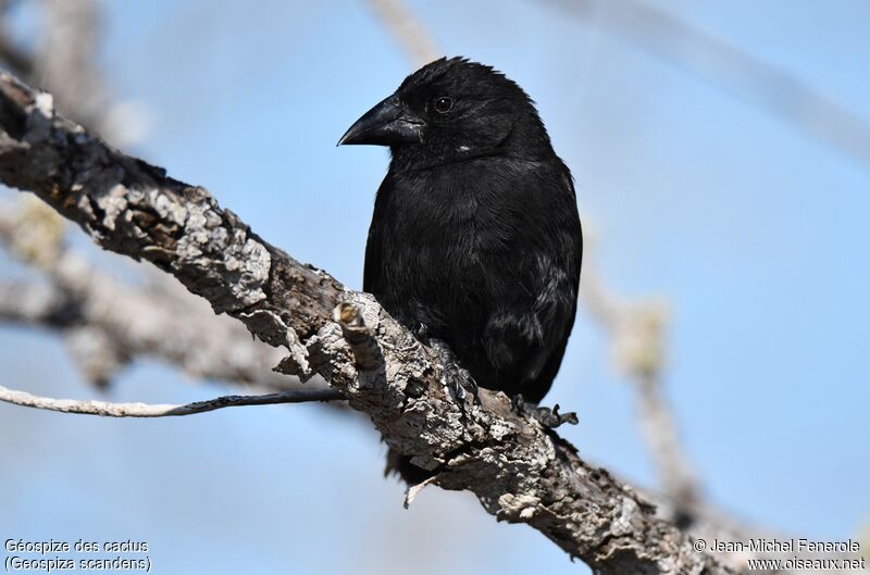 Common Cactus Finch