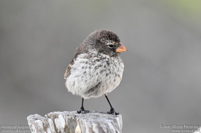 Small Ground Finch