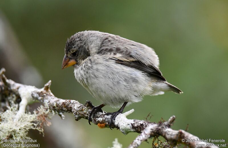 Small Ground Finch