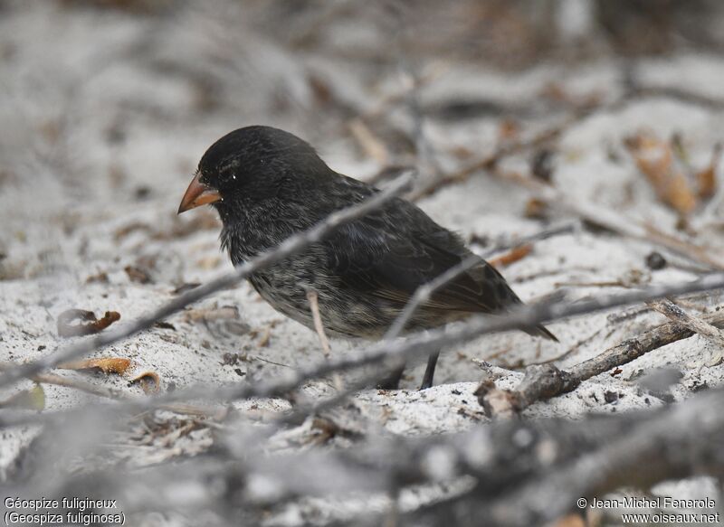 Small Ground Finch