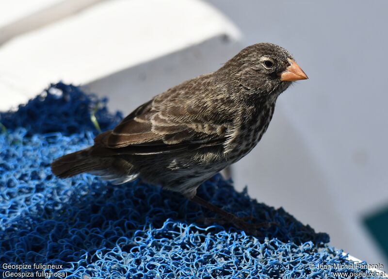 Small Ground Finch