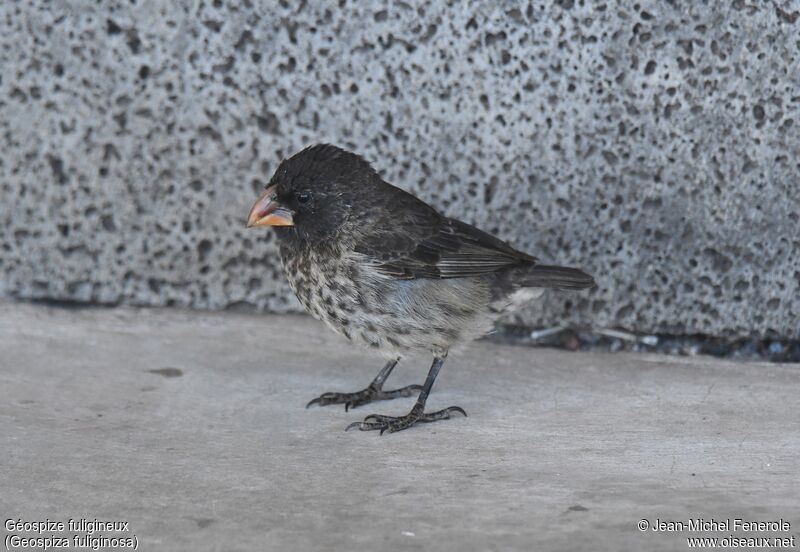 Small Ground Finch