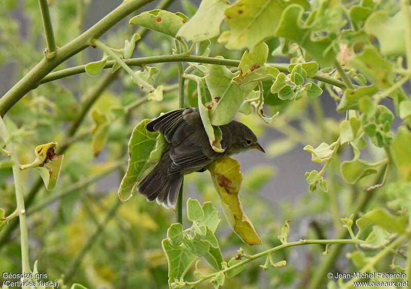 Grey Warbler-Finch