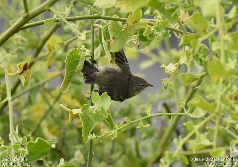 Grey Warbler-Finch