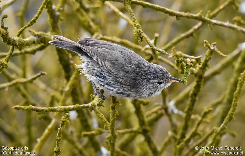 Géospize gris