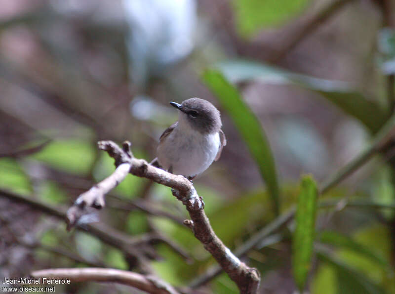 Brown Gerygone