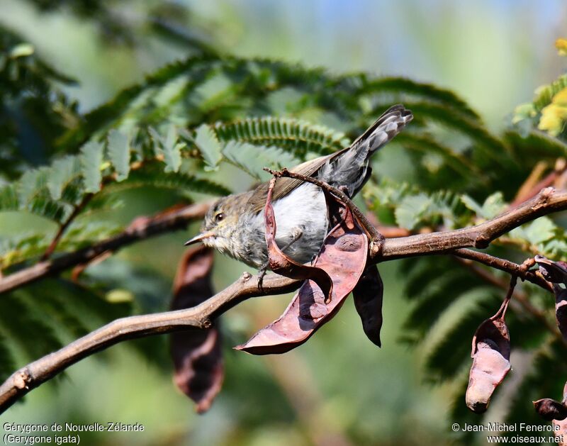 Grey Gerygone