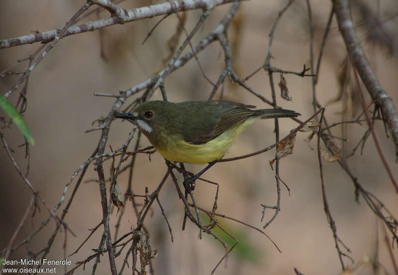 Fairy Gerygone