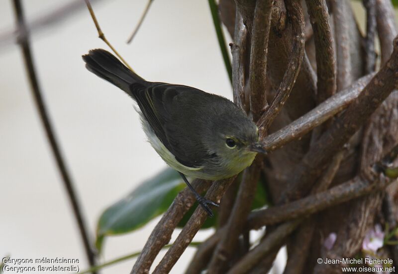 Fan-tailed Gerygone