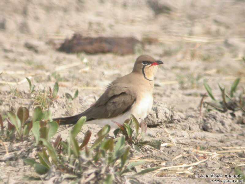 Collared Pratincole