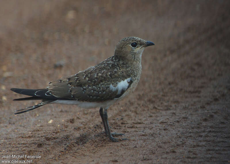 Collared PratincoleFirst year, identification