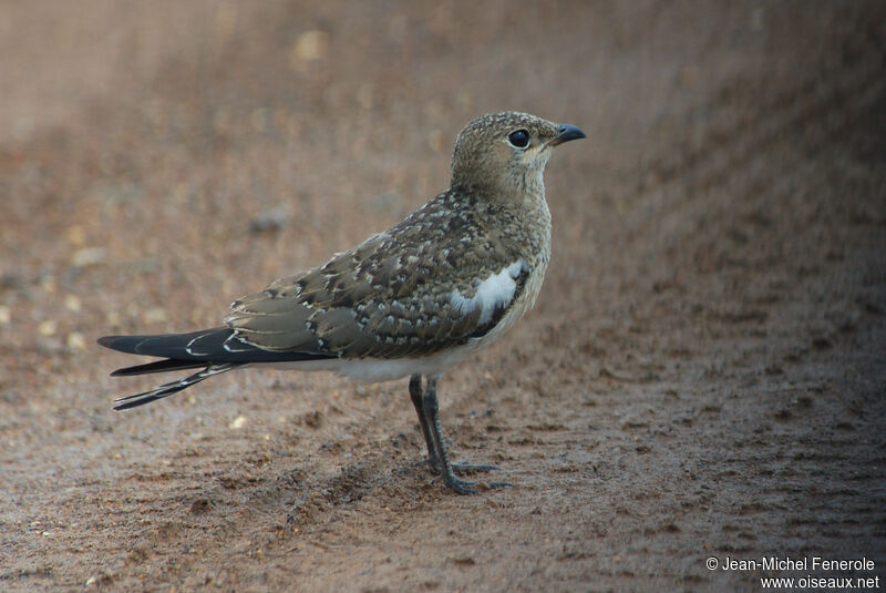 Collared Pratincolejuvenile