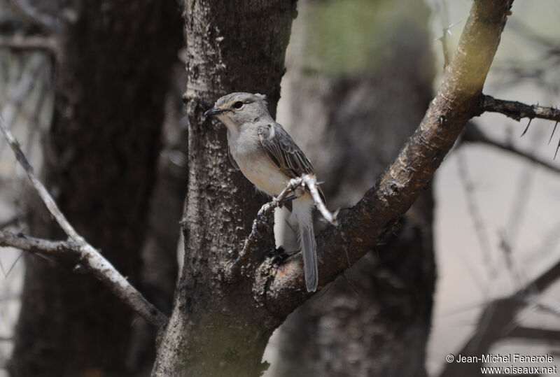 African Grey Flycatcher