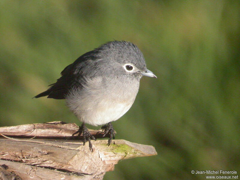 White-eyed Slaty Flycatcher