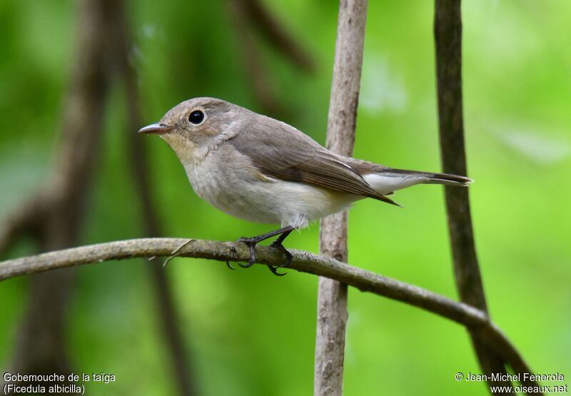 Taiga Flycatcher