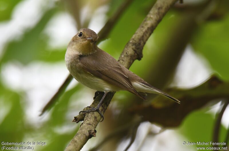 Taiga Flycatcher