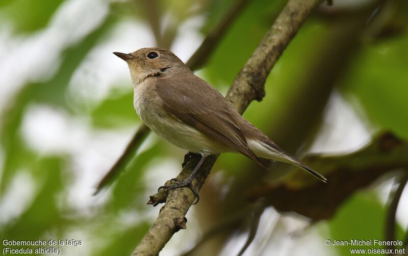 Taiga Flycatcher