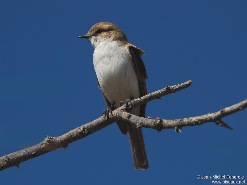 Marico Flycatcher, identification