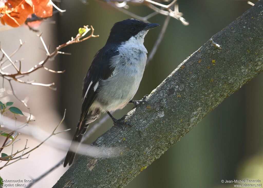 Gobemouche fiscal mâle
