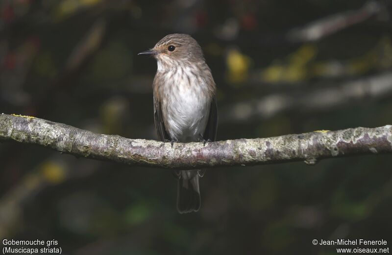 Spotted Flycatcher