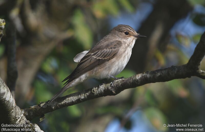 Spotted Flycatcher