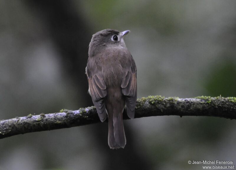 Brown-breasted Flycatcher