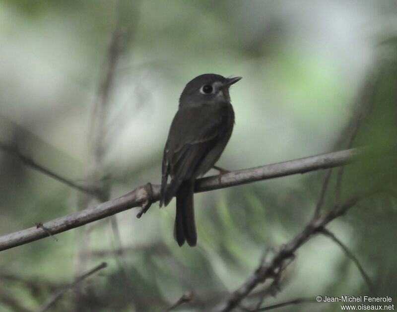 Brown-breasted Flycatcher