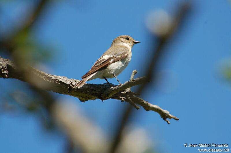 European Pied Flycatcher female adult