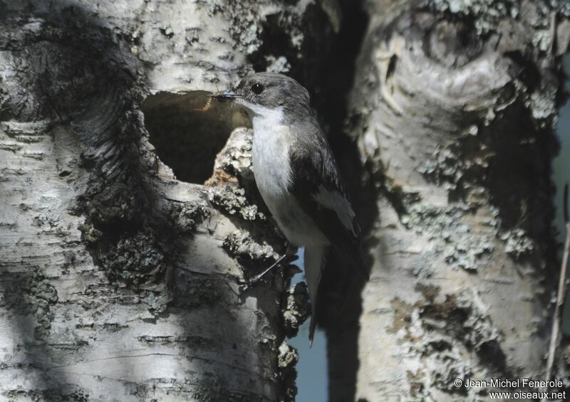 European Pied Flycatcher male adult