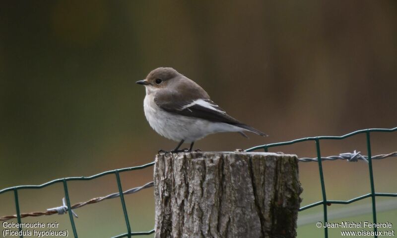 European Pied Flycatcher