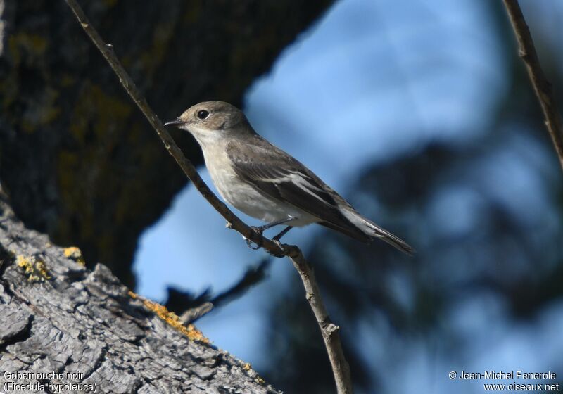 European Pied Flycatcher