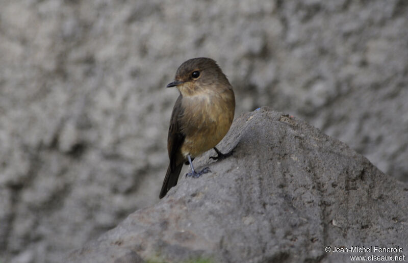 Gobemouche sombre