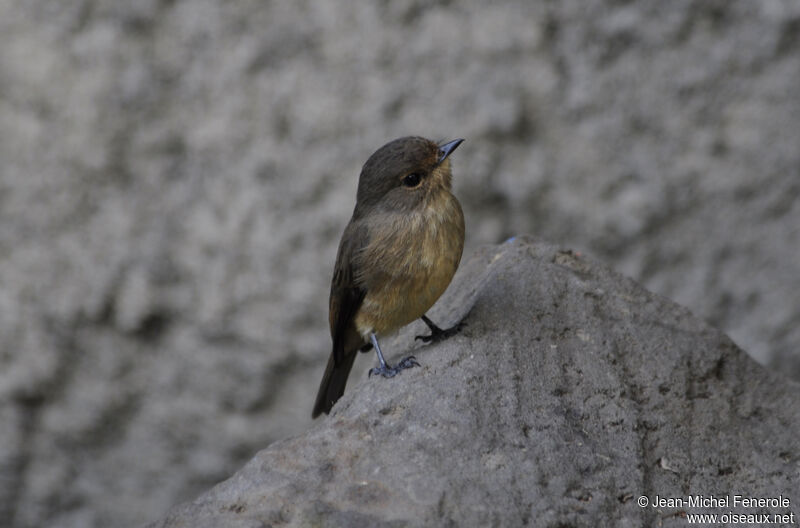 Gobemouche sombre