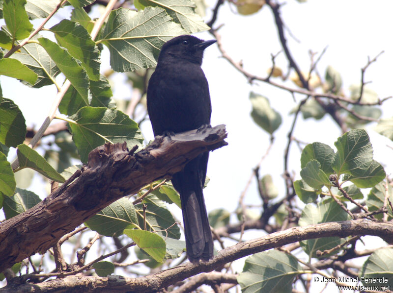 Southern Black Flycatcher