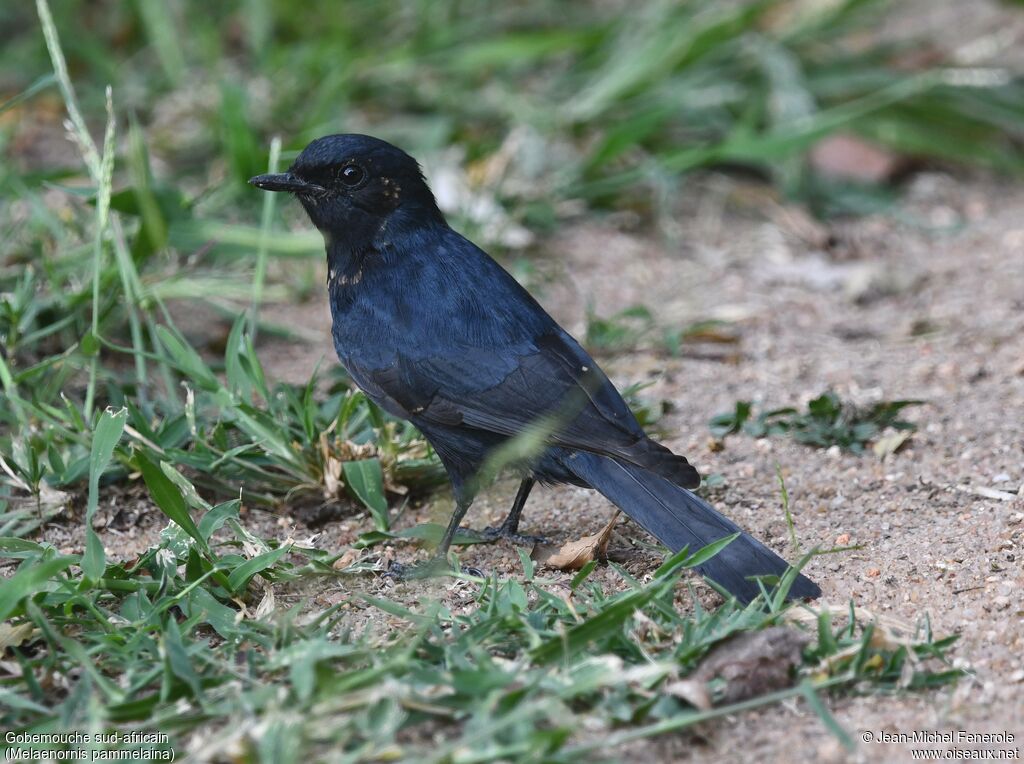 Gobemouche sud-africain