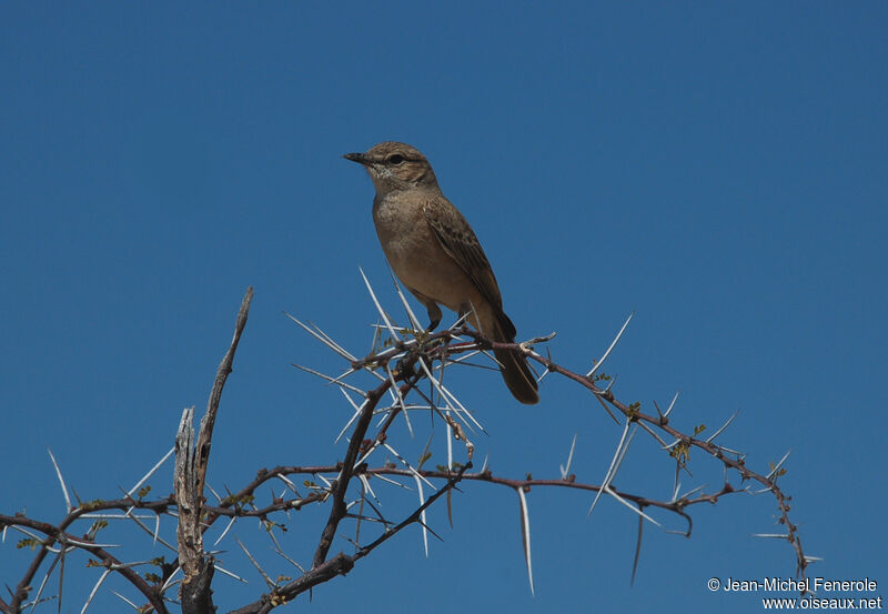 Chat Flycatcher, identification