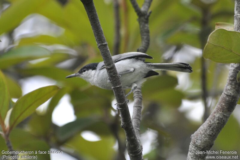 White-lored Gnatcatcher