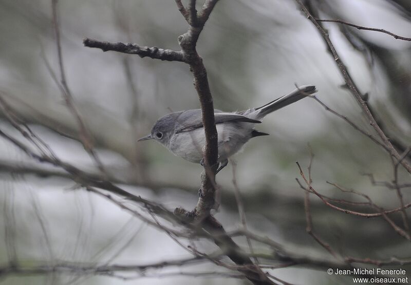 Gobemoucheron gris-bleu