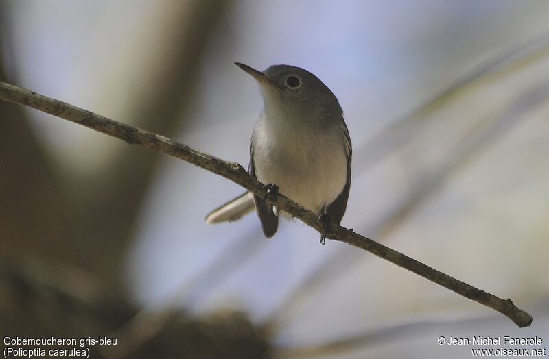 Blue-grey Gnatcatcher