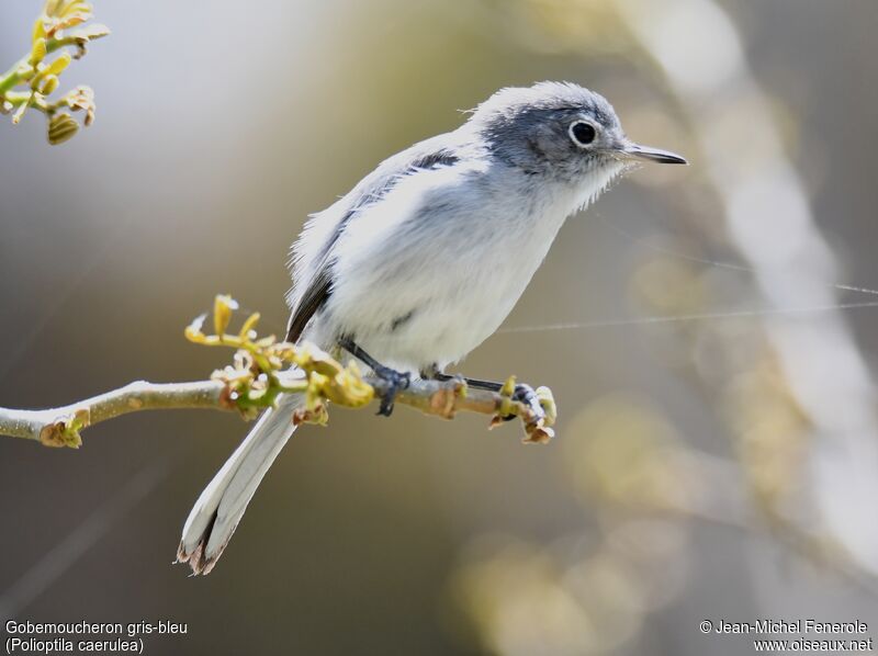 Blue-grey Gnatcatcher