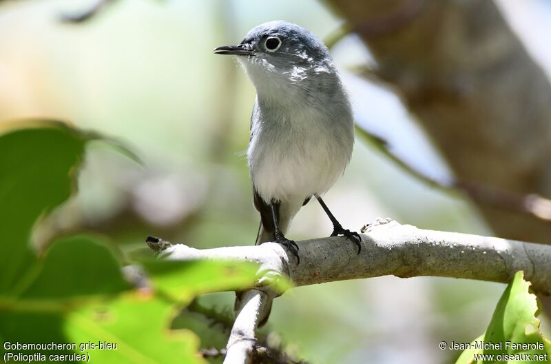 Blue-grey Gnatcatcher