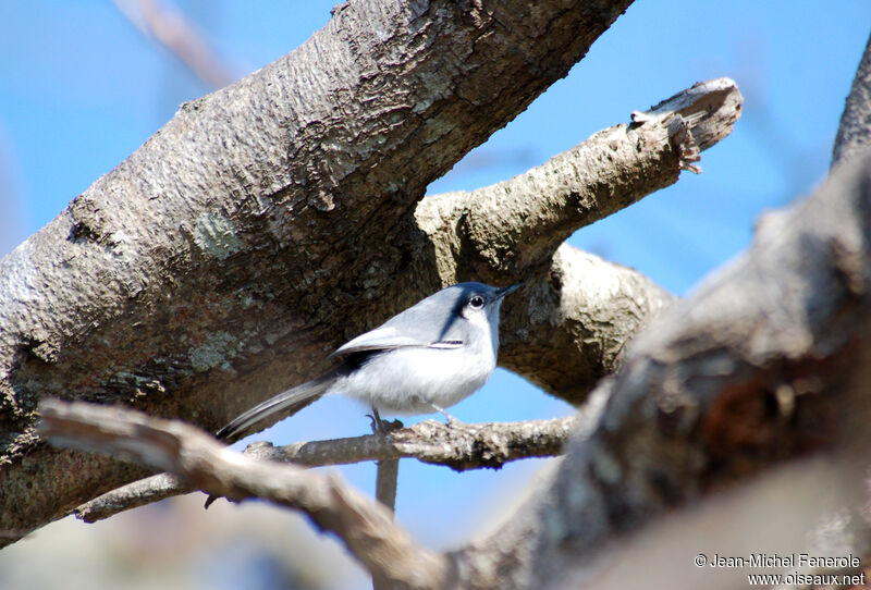 Masked Gnatcatcher female