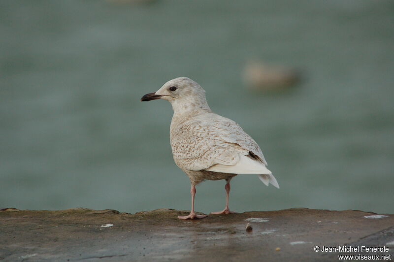 Iceland Gull