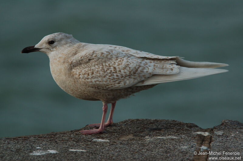 Goéland à ailes blanches