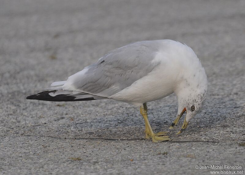 Ring-billed Gull